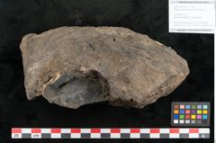 Foto (Objekt + Etikett) von Palissya podocarpoides Ettingshausen (NHMW-GEO-2024-0188-10343)